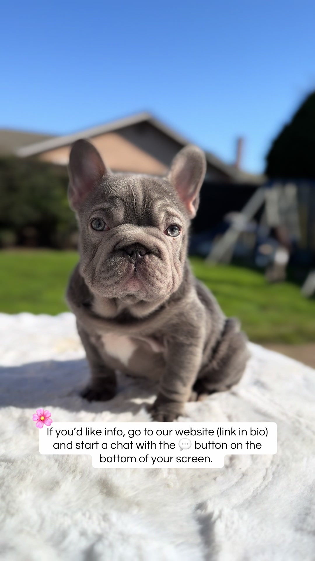 @TheFrenchieShop