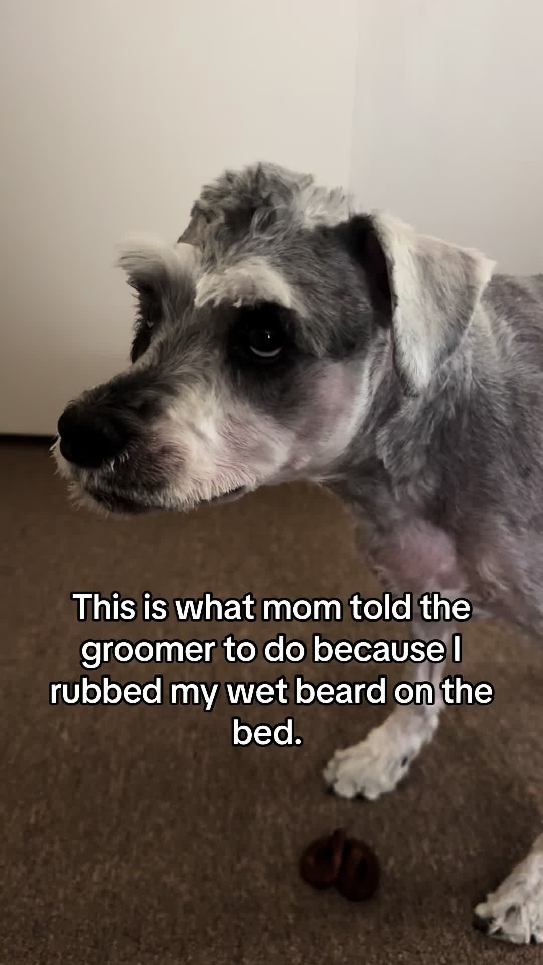@Cooper The Schnauzer