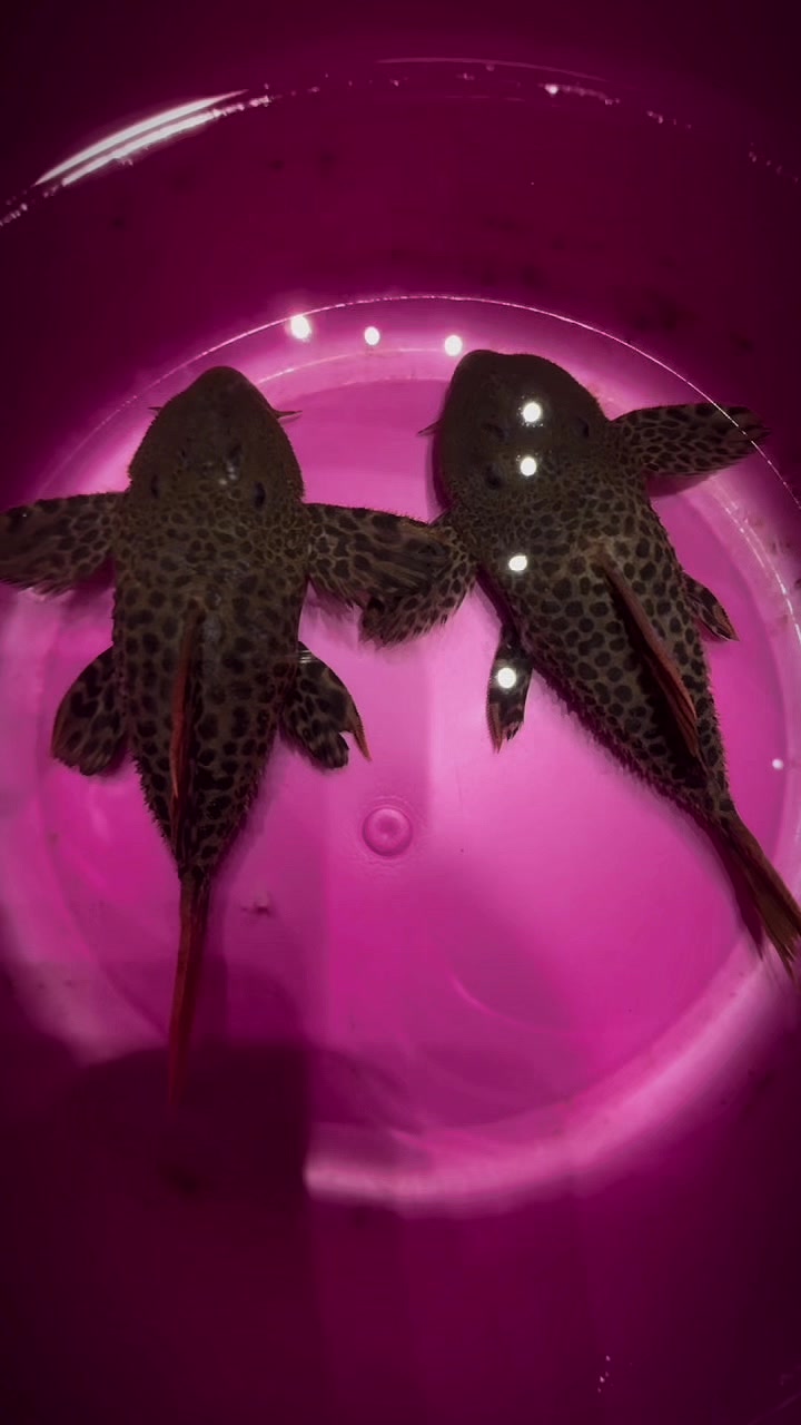 @網上看魚