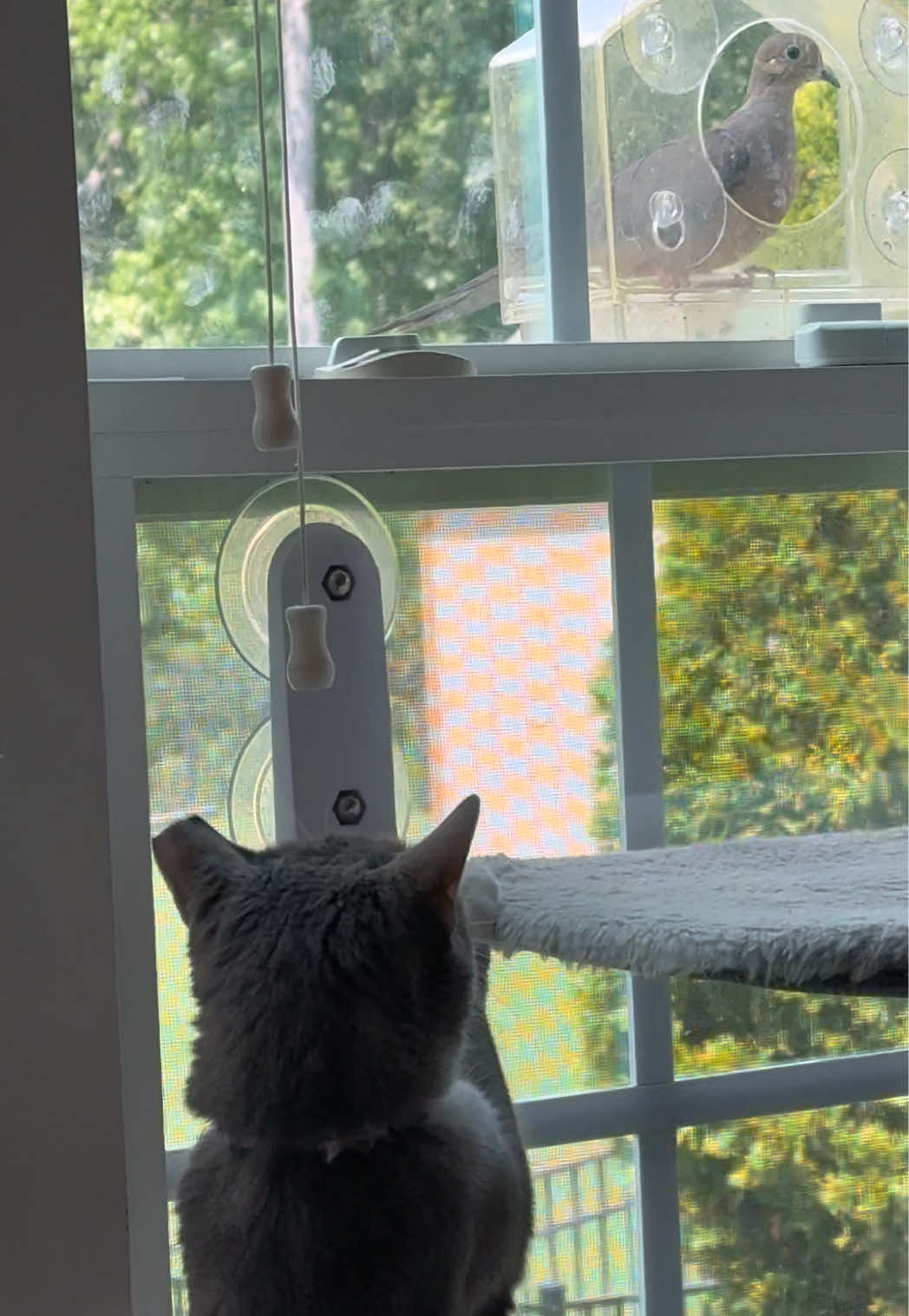 @RoxySnowballCatDrama