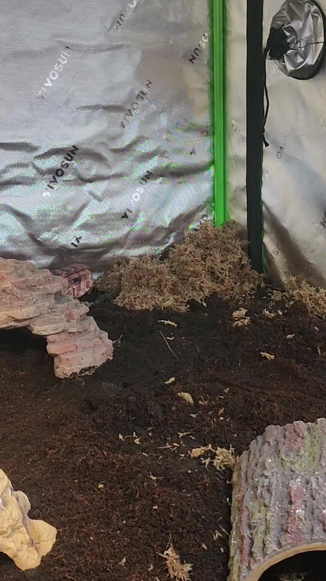 @Ballard’s Reptiles