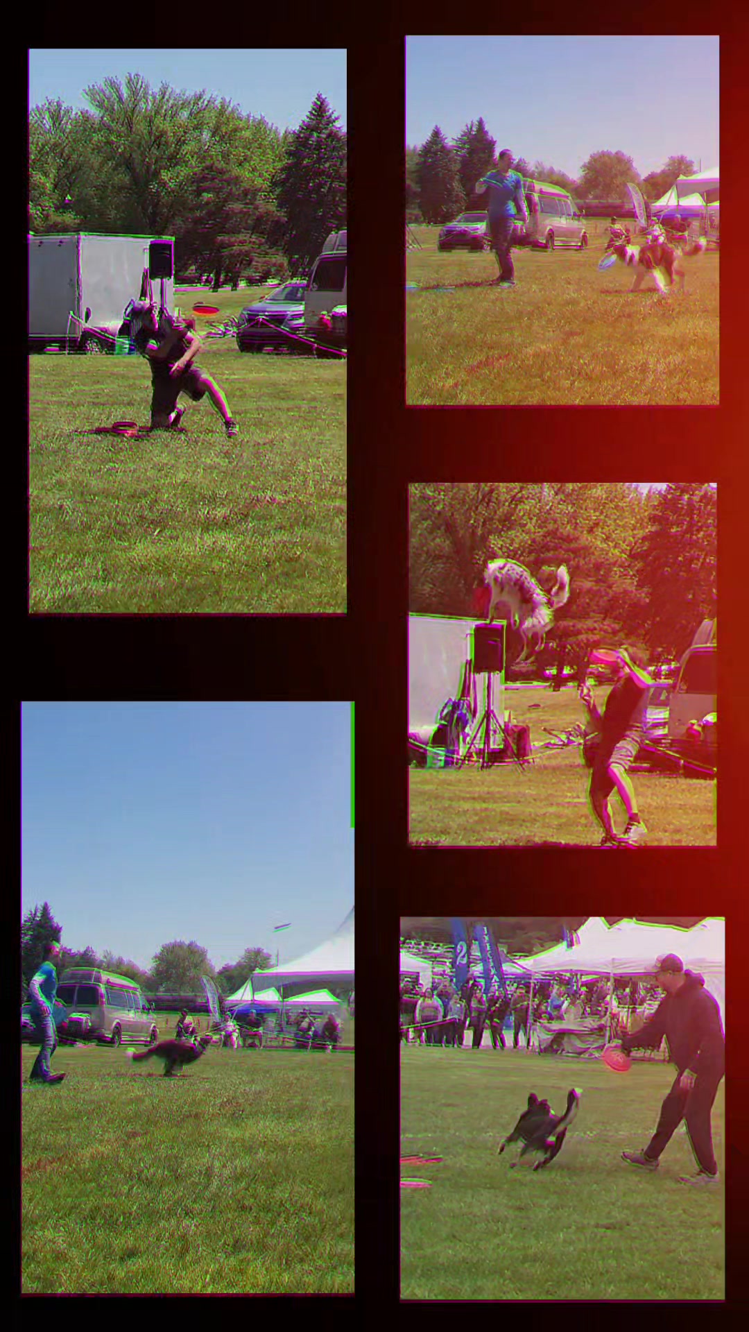 @High Performance Canines