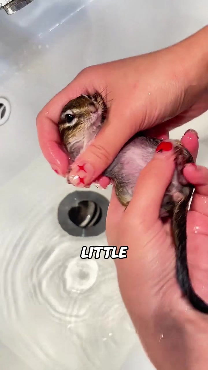 @rescuetails