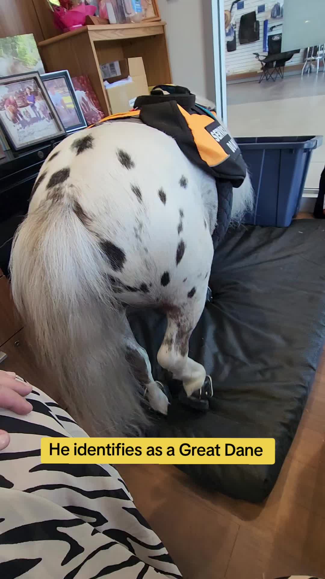 @minihorsemomandtrainer🐴🐴🐴🐴
