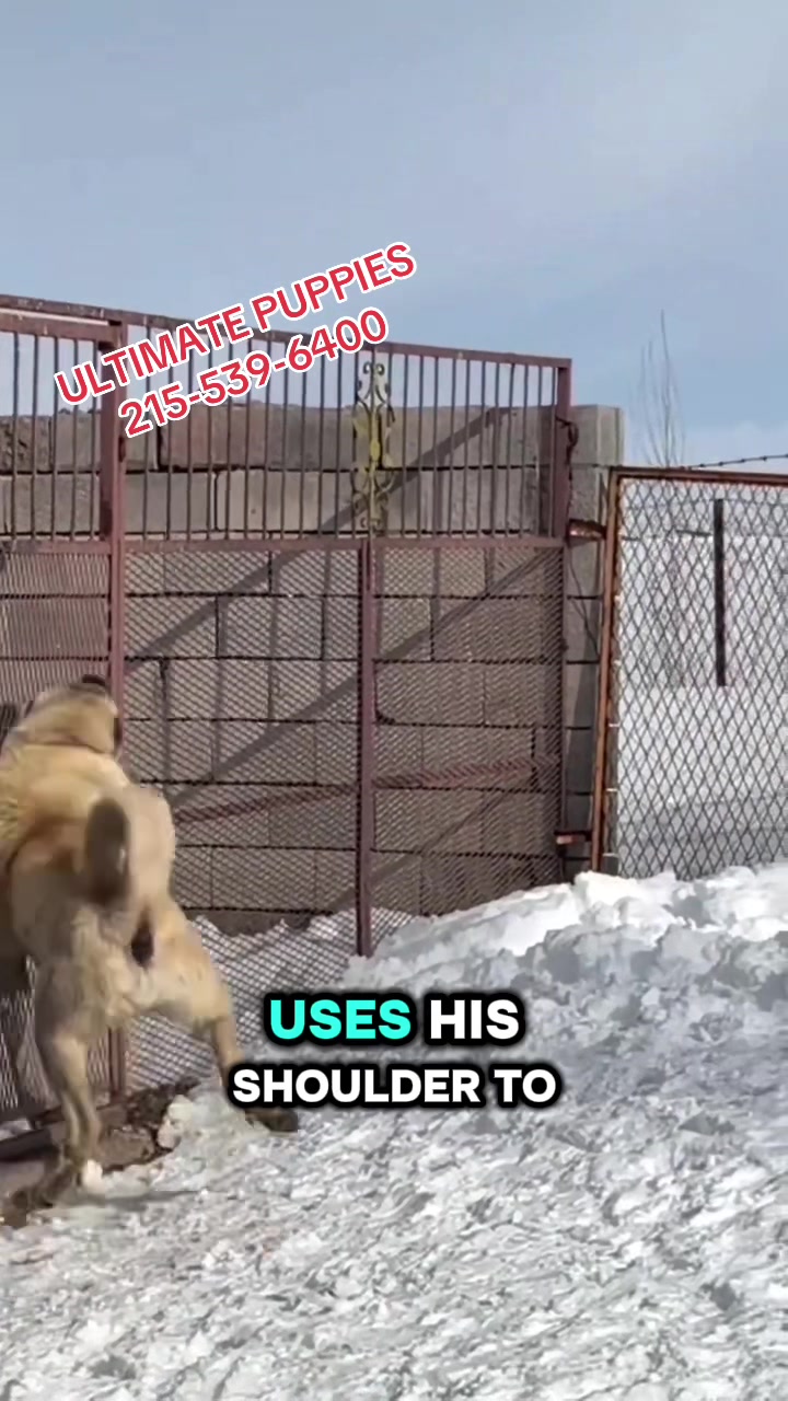 @Ultimate Puppies