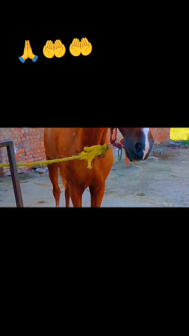 @Sajjad Ali 🐴🐴🐎