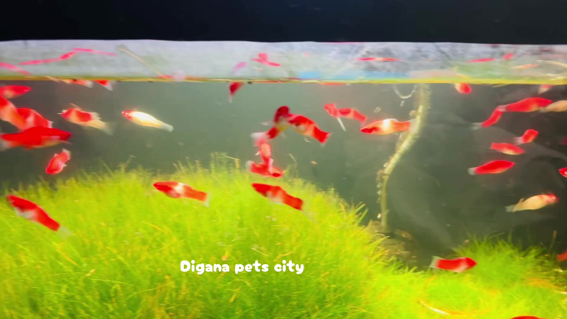 @Digana pets city