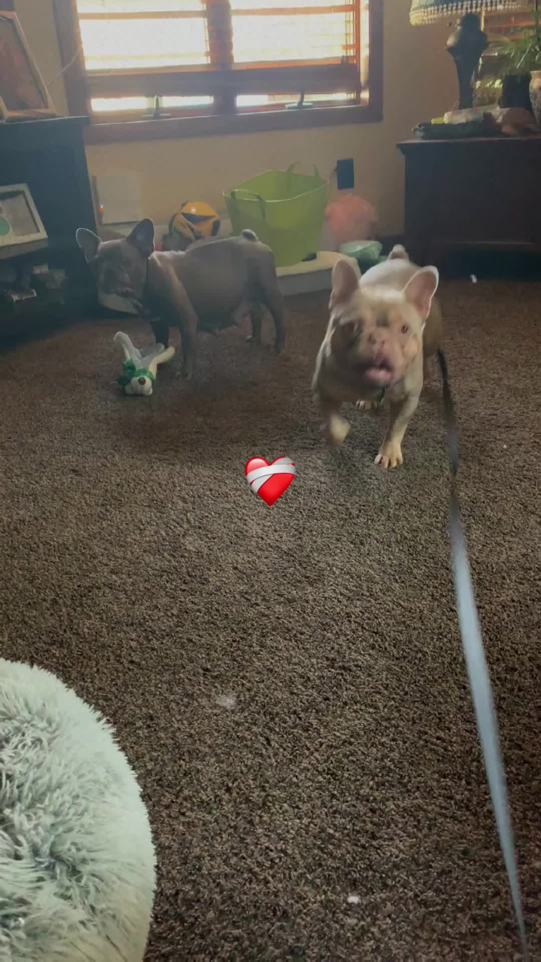 @Flyazz Frenchie Papa