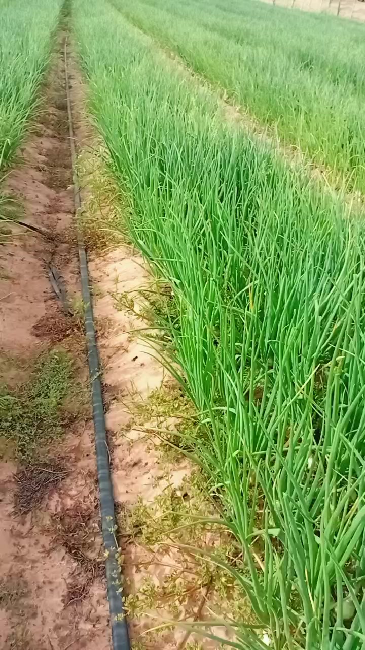 @🇸🇳JEUNE AGRICULTEUR🇸🇳