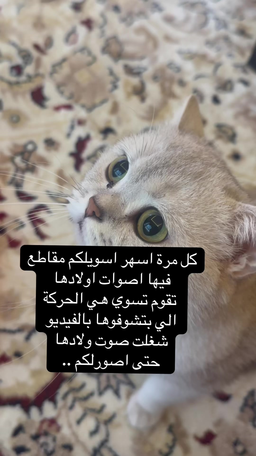 @الديموزيل ✨