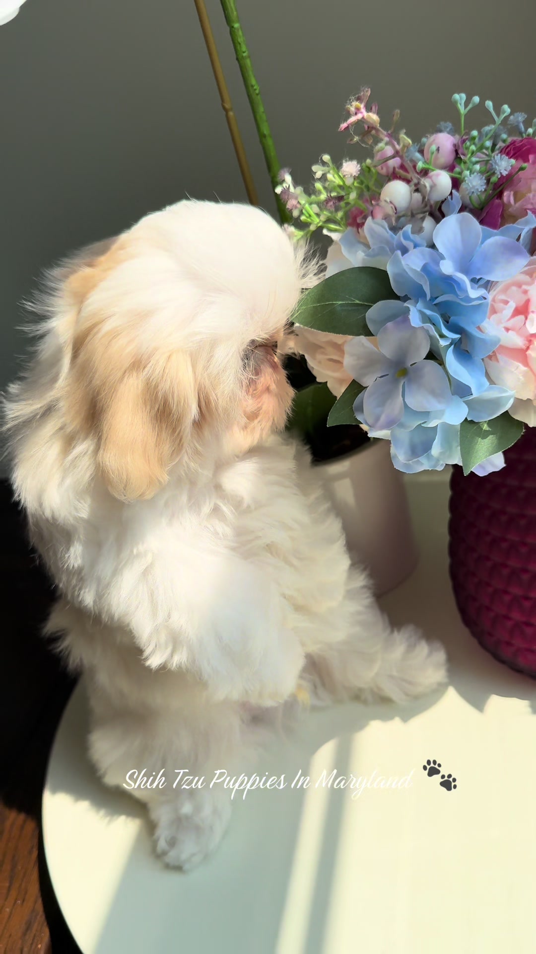 @Shih Tzu Puppies in Maryland