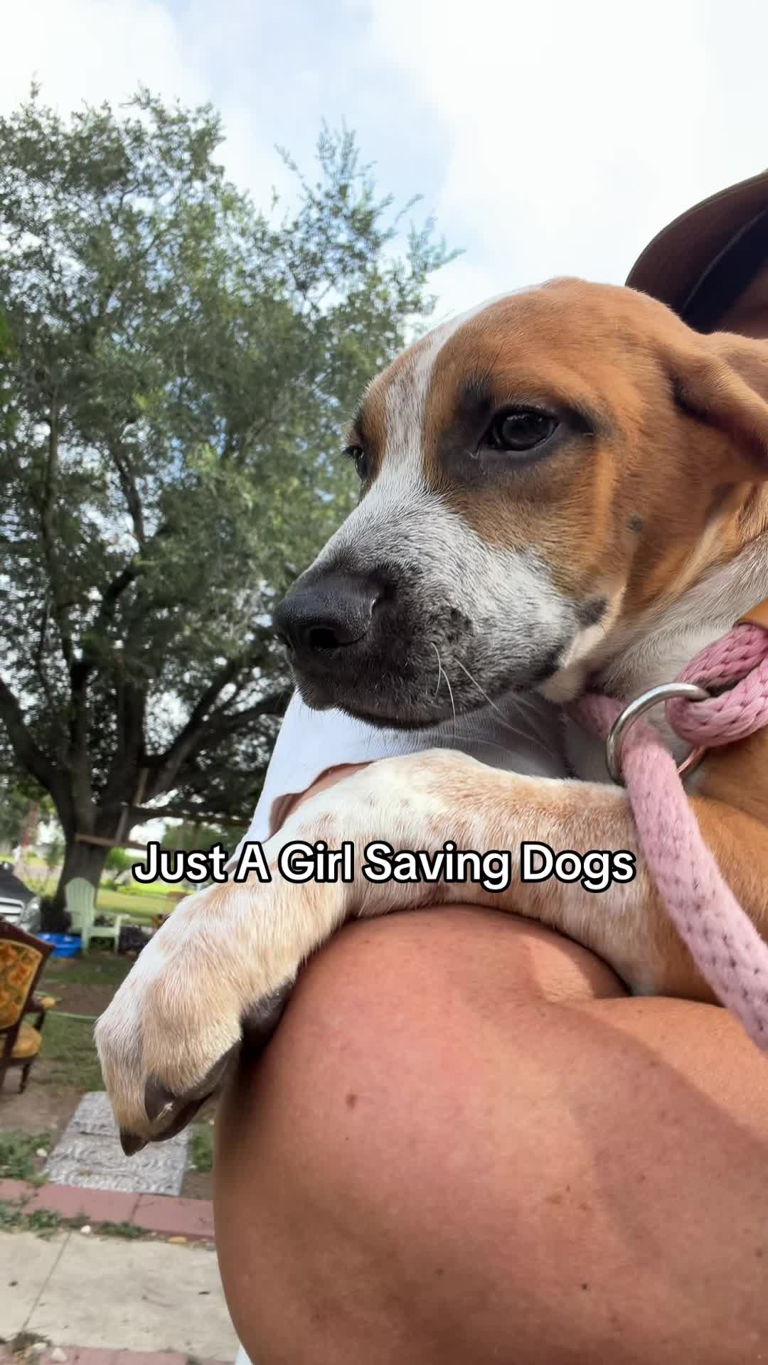 @Just A Girl Saving Dogs