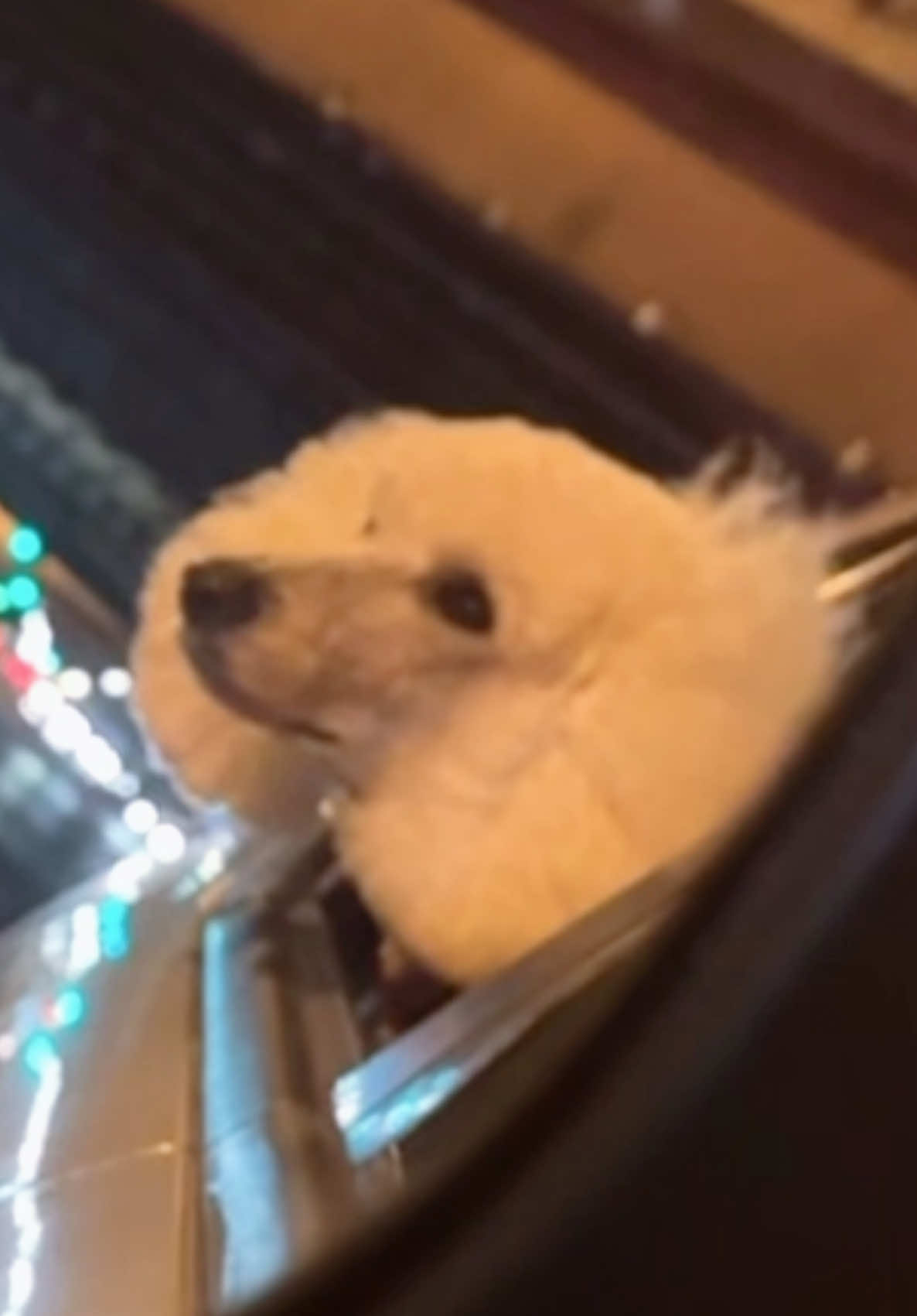 @packwalkdiaries