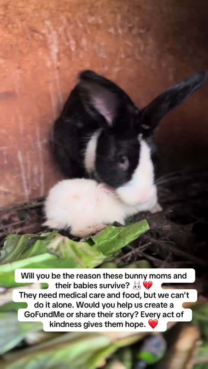 @florianpets