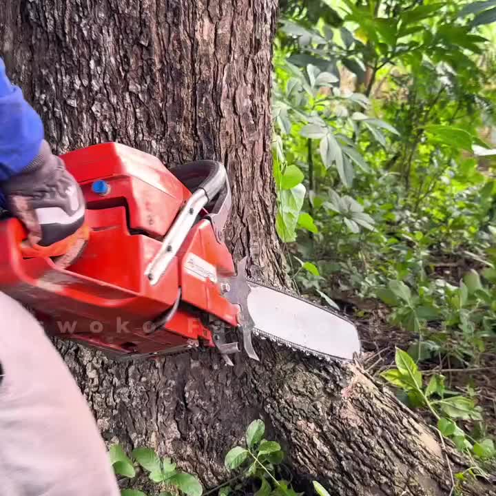 @Alex Tree Climber 👷 🇺🇸