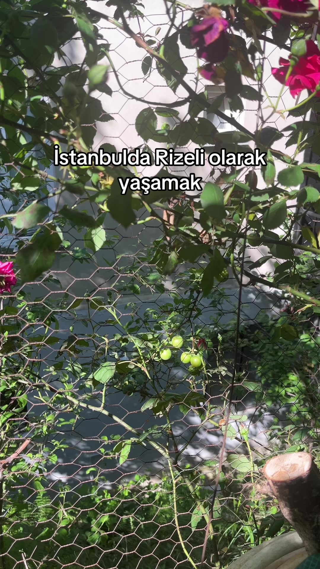 @Gülcan Kazdal