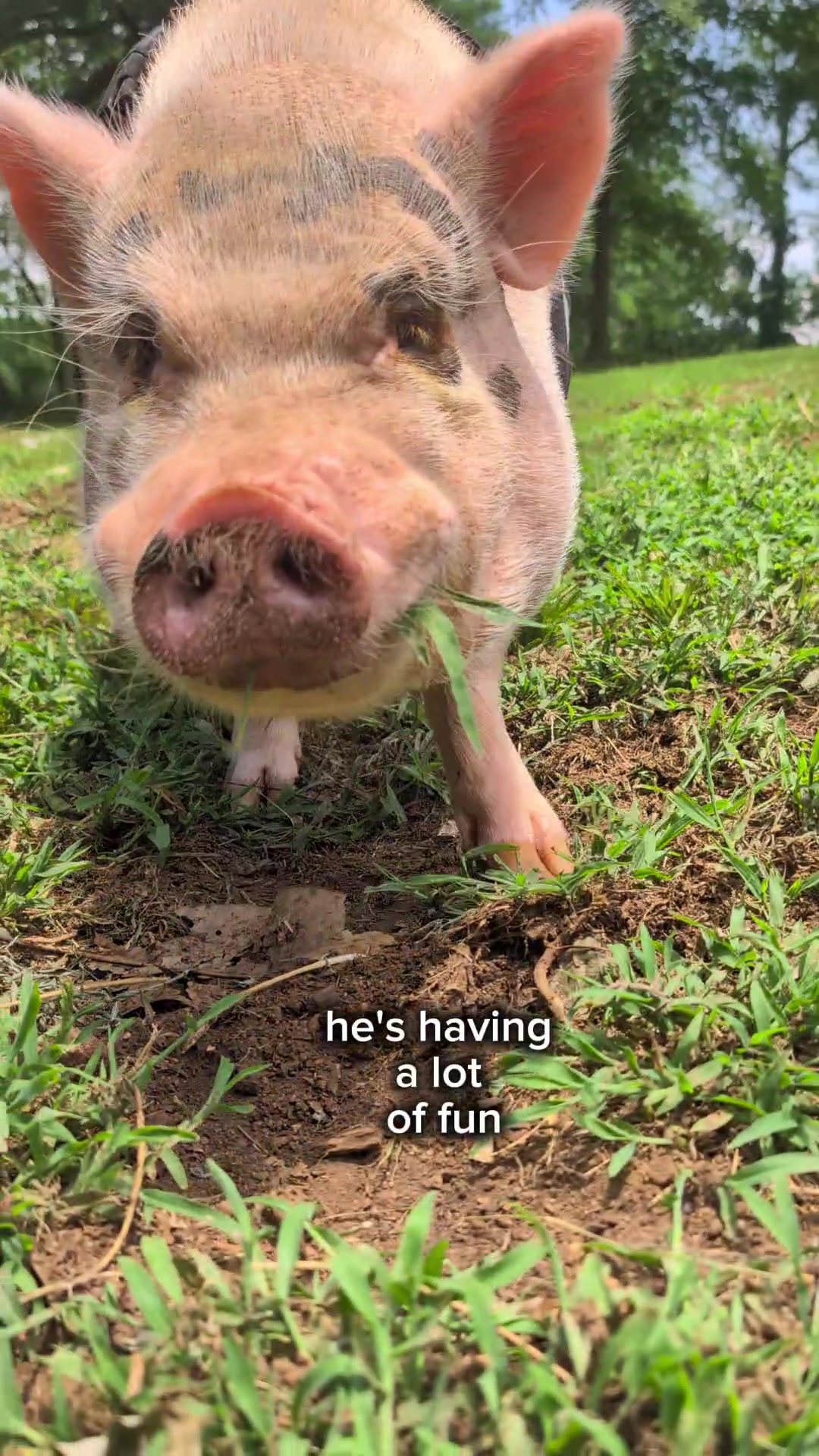 @OnePigHappyFamily