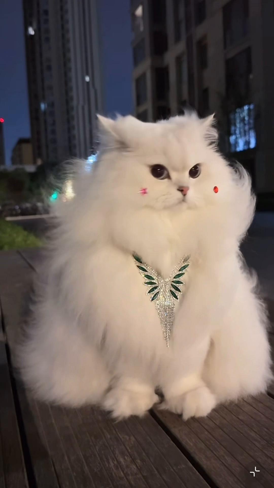 @My Daily Dose of Aww