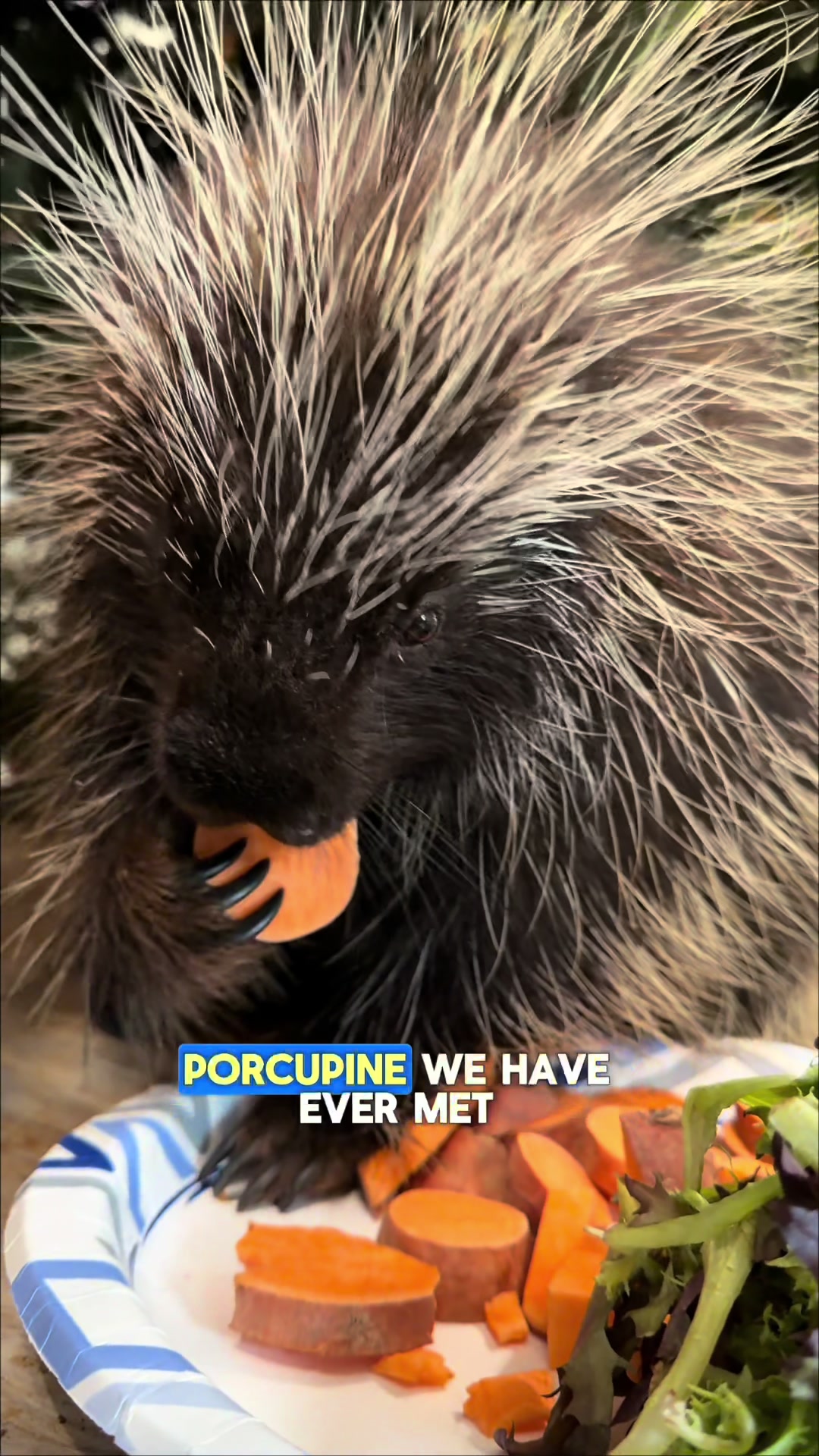 @Wild For Life Inc.