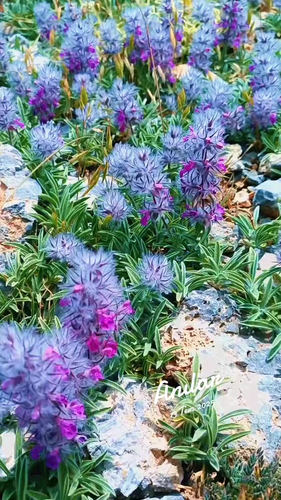 @DAĞCI.46