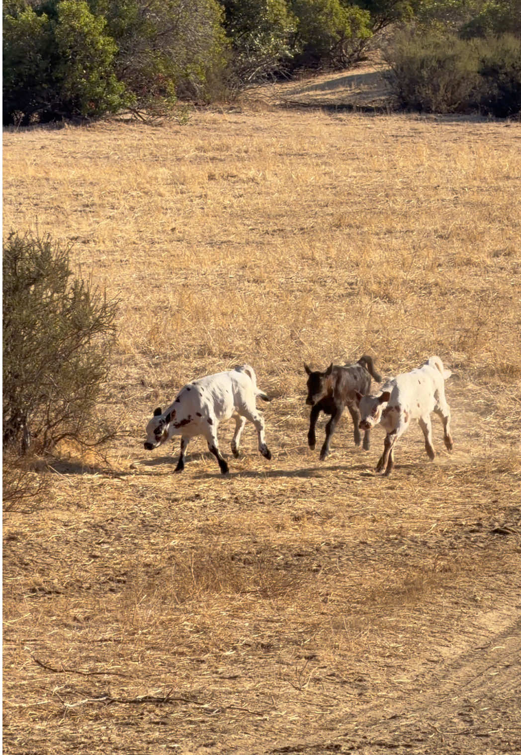 @hvrcattle
