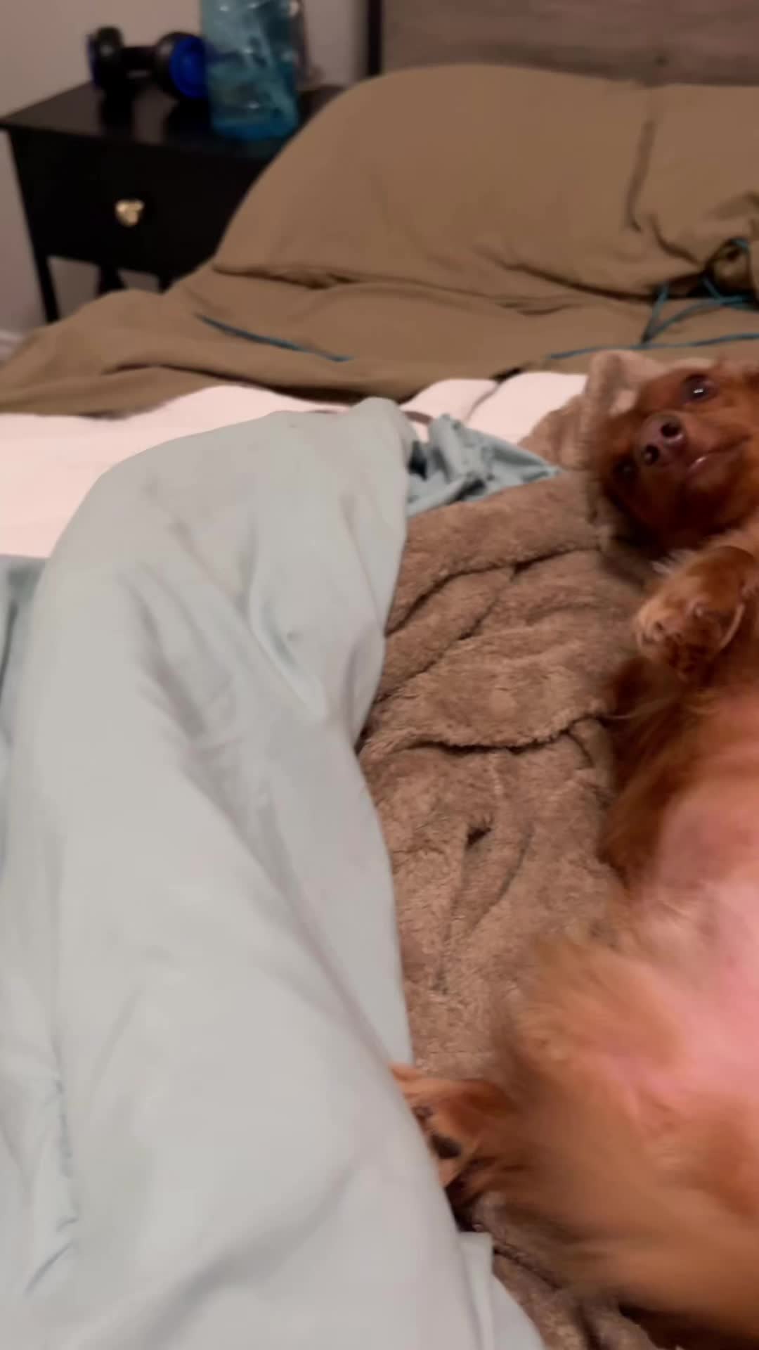 @Penny Pawkit