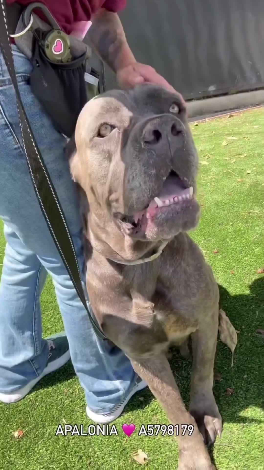 @Cane Corsos