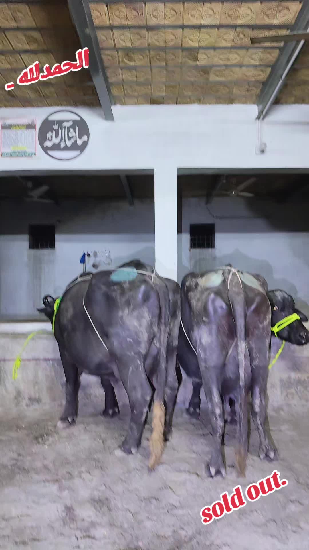 @💖🐄یوسف خان گوندل الہ 💖🐄