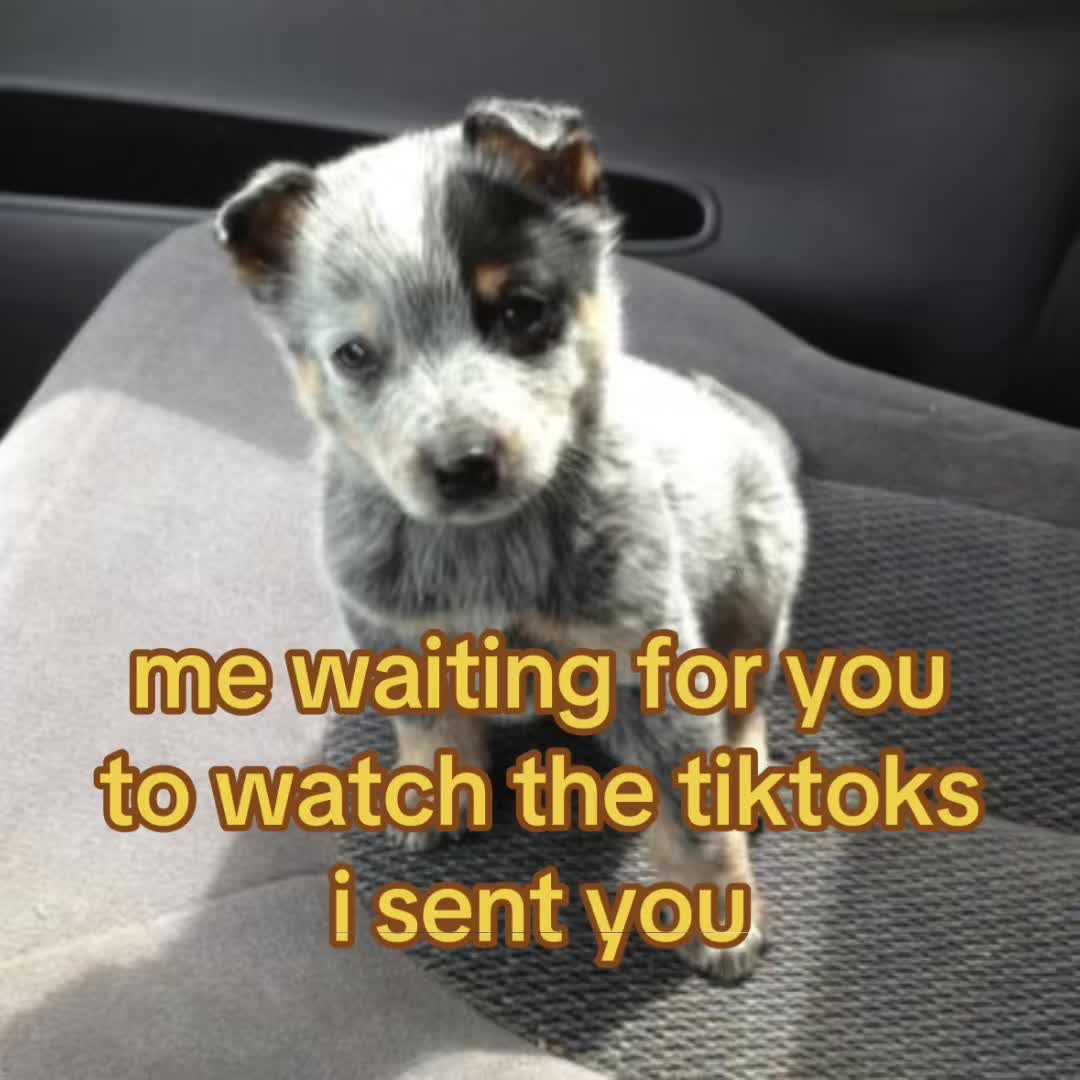 @The Bark Archive