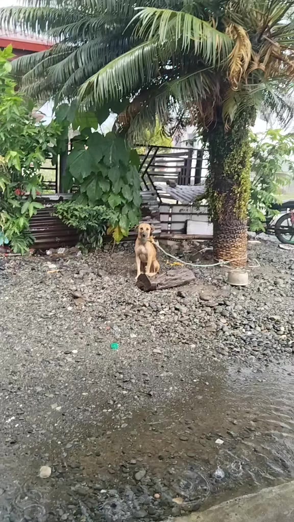 @orlanquiton