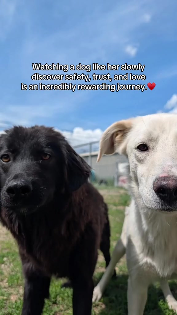 @BC SPCA