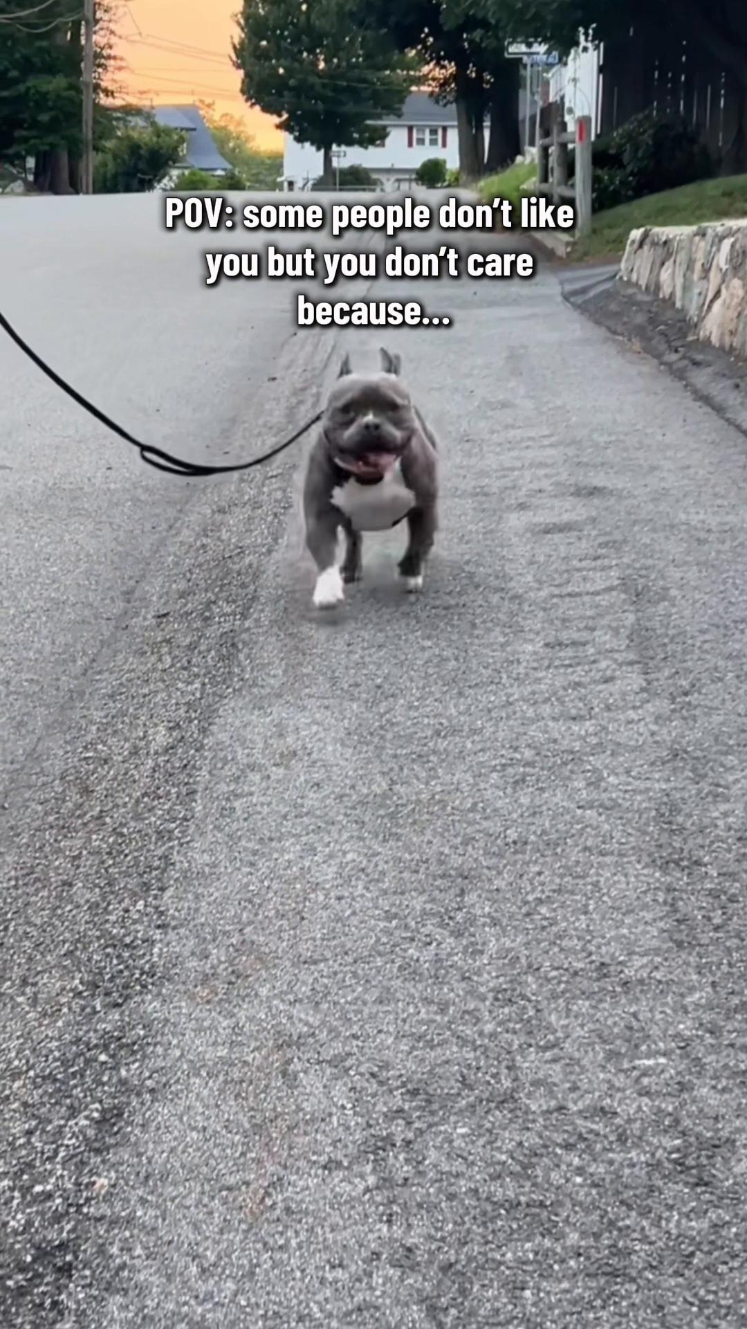 @Gunner | Pocket Bully