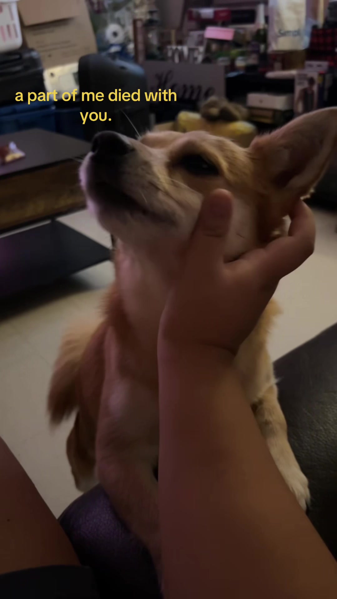 @gracie🦝