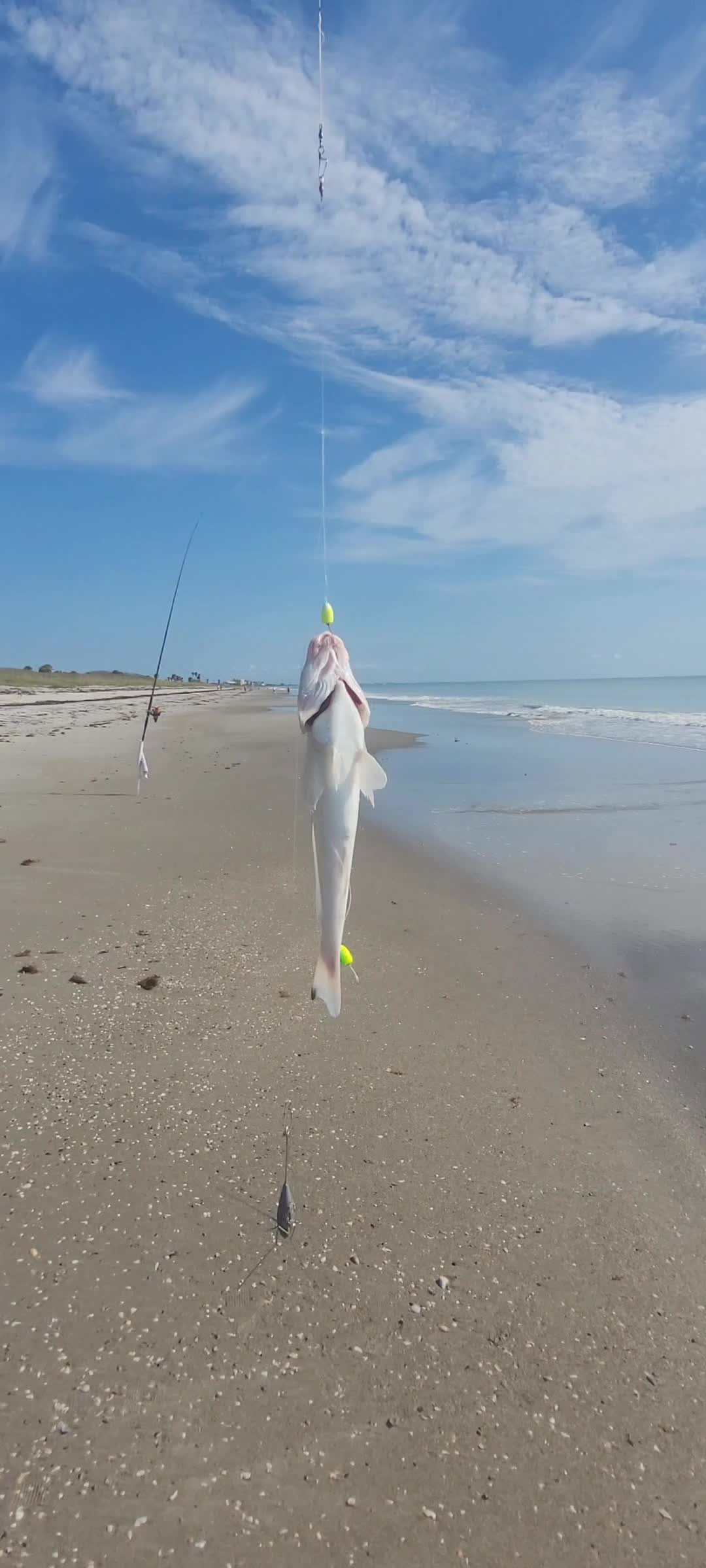 @Ghost of Space Coast Fishing