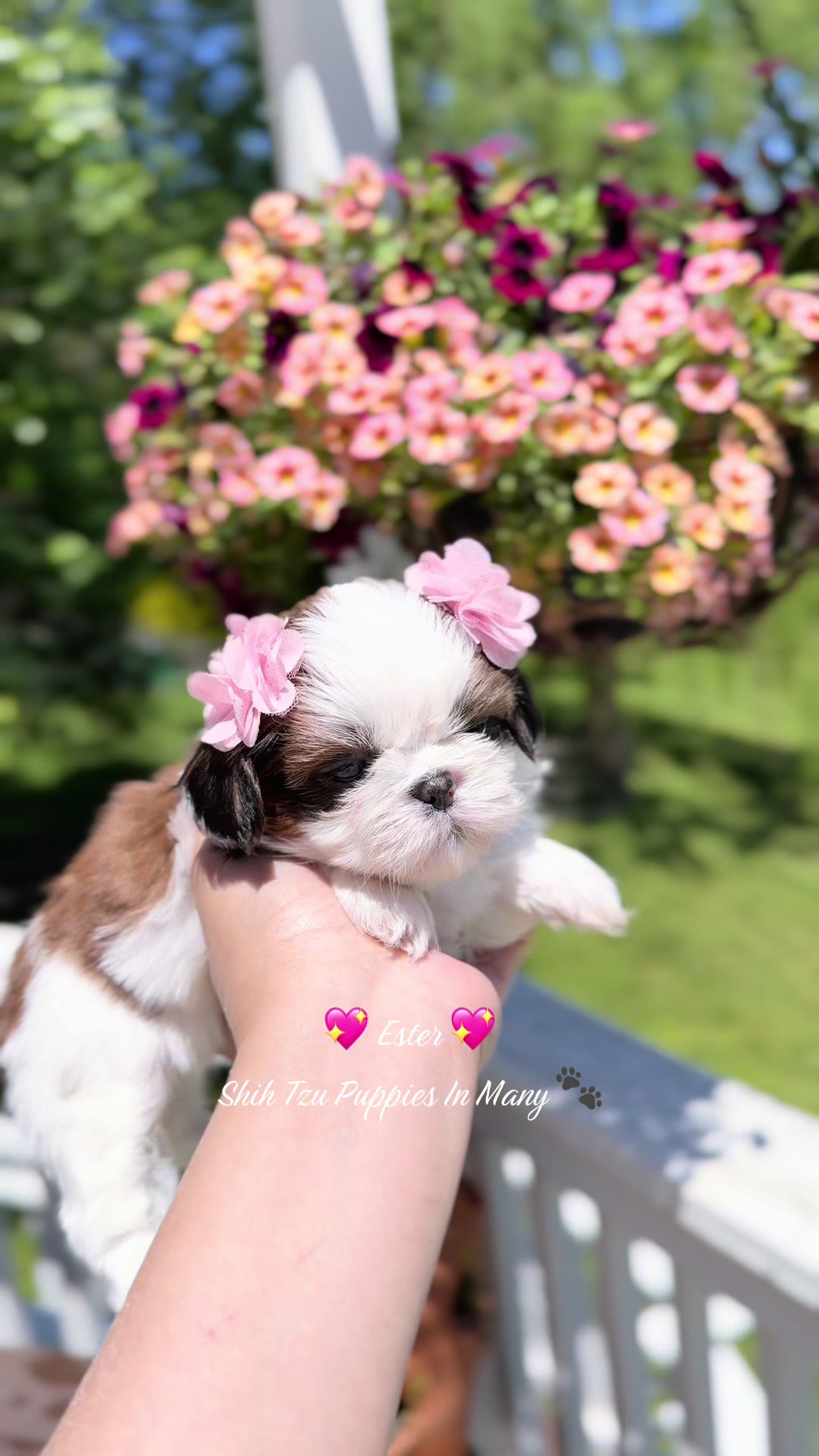 @Shih Tzu Puppies in Maryland
