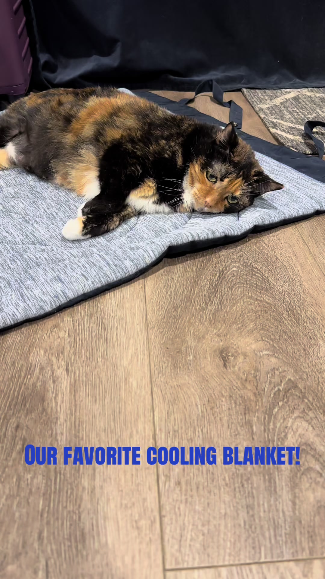 @2goldensandacat