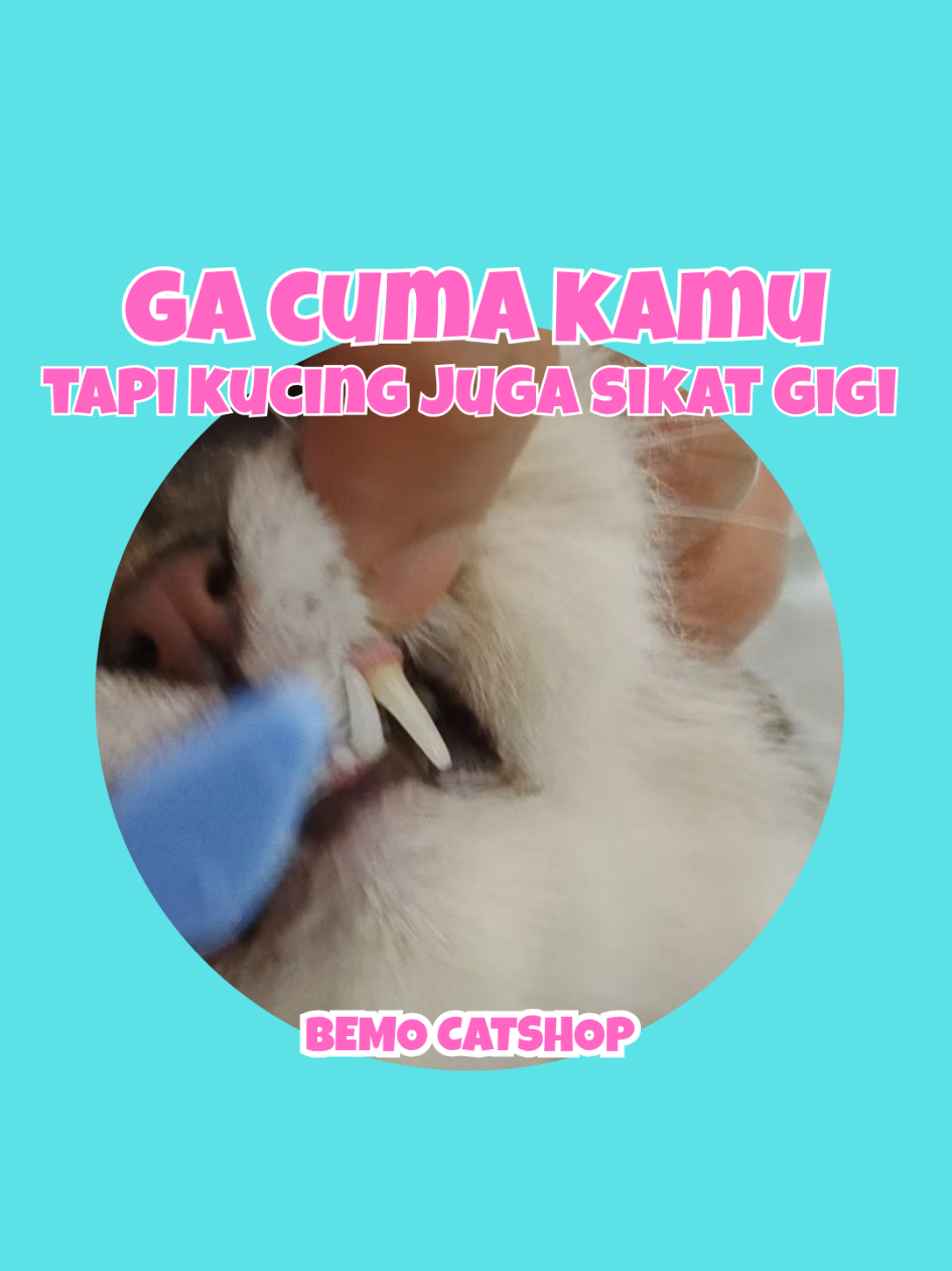 @Bemo Catshop