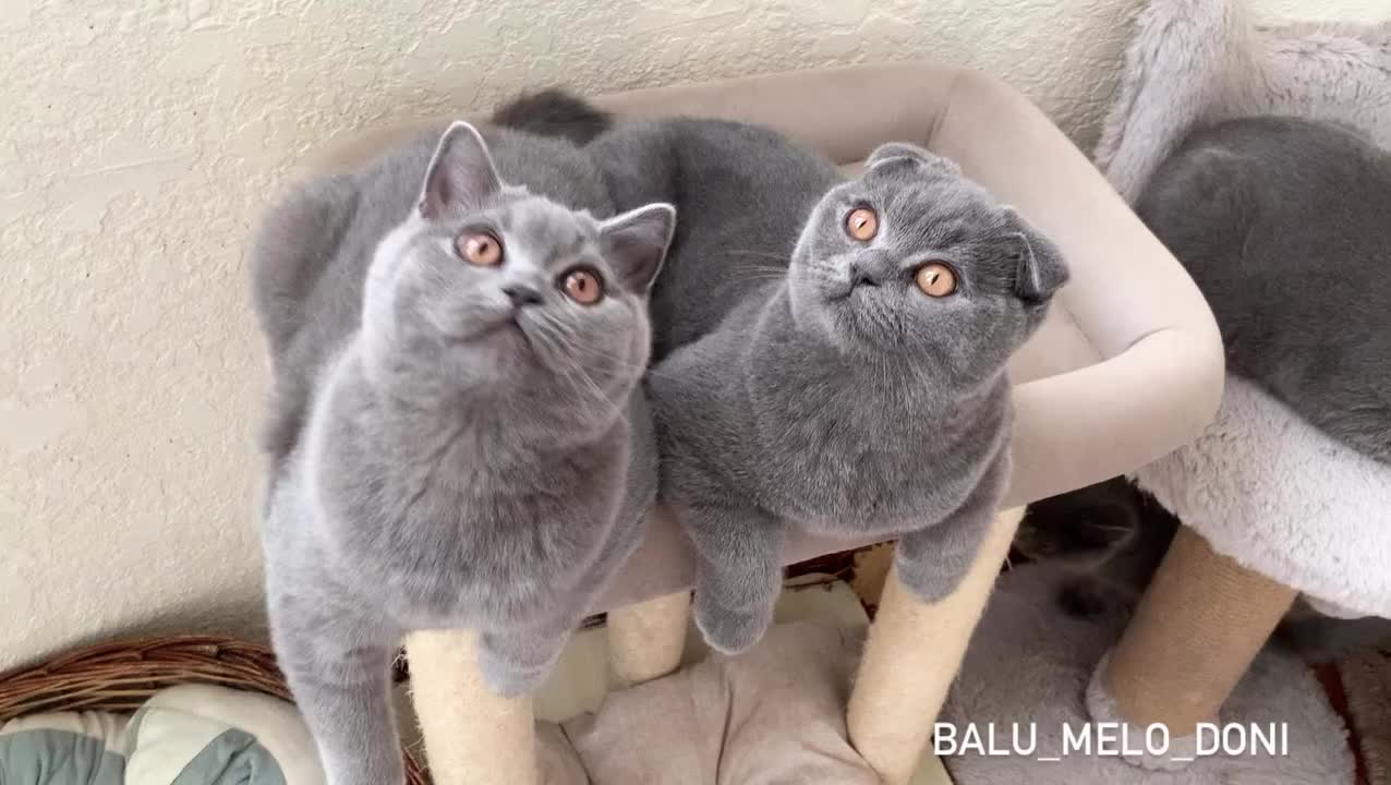 @doni_dori_melo_balu🤍🐾