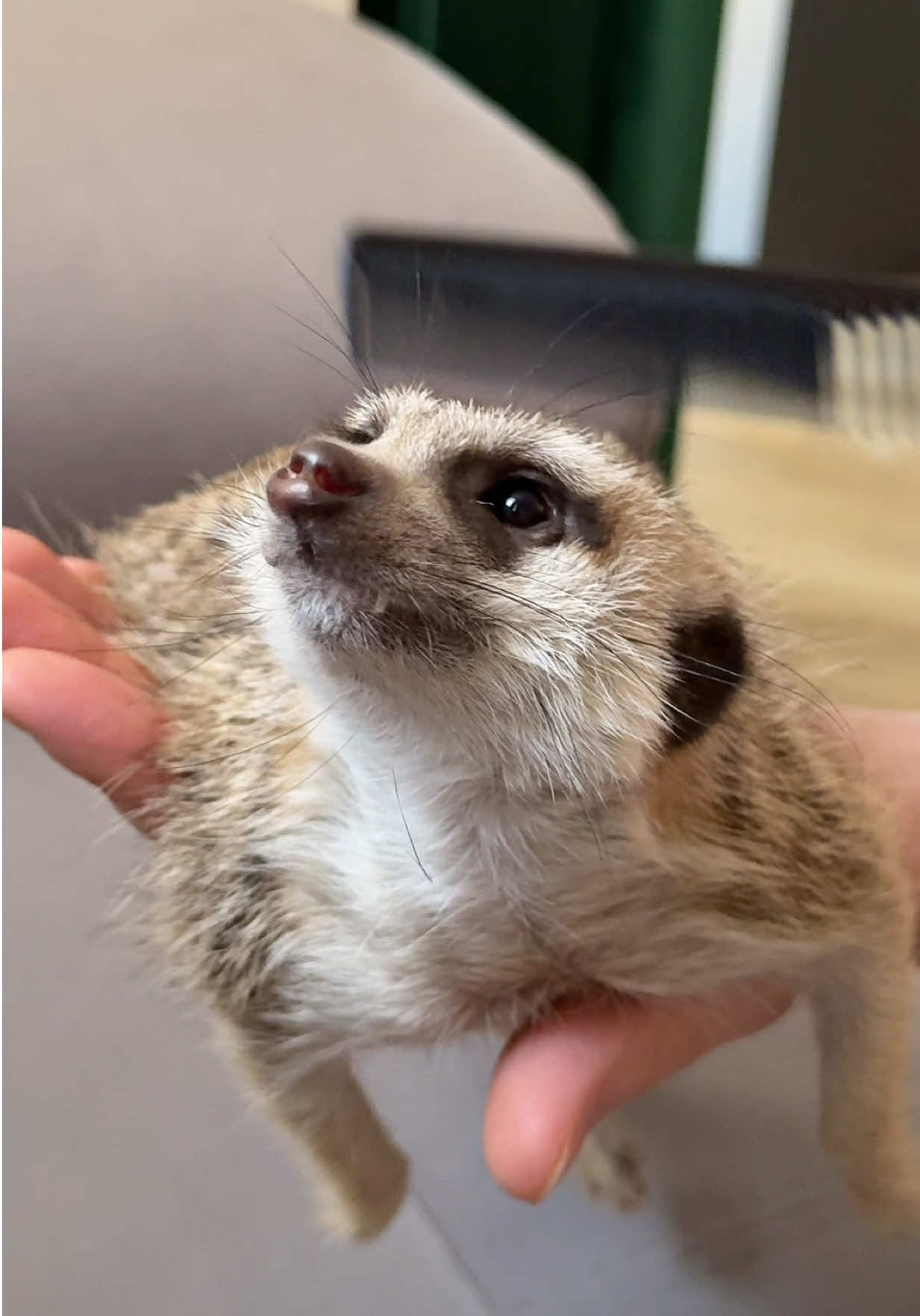 @TIMON THE MEERKAT