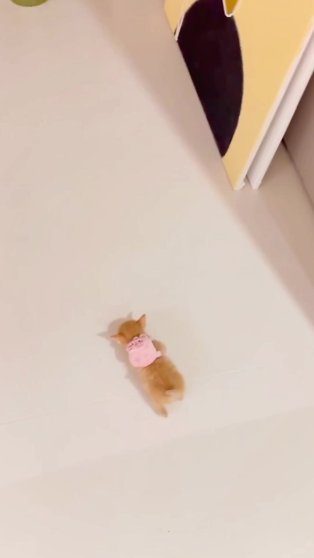 @catbosssss