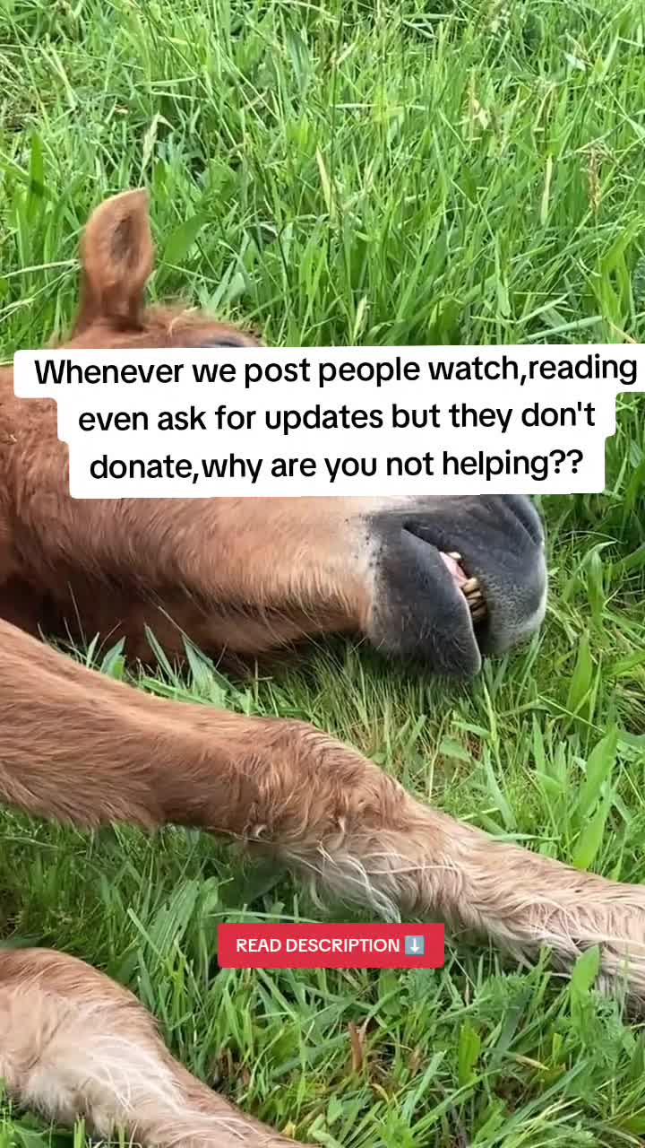 @angels.fleet.rescue