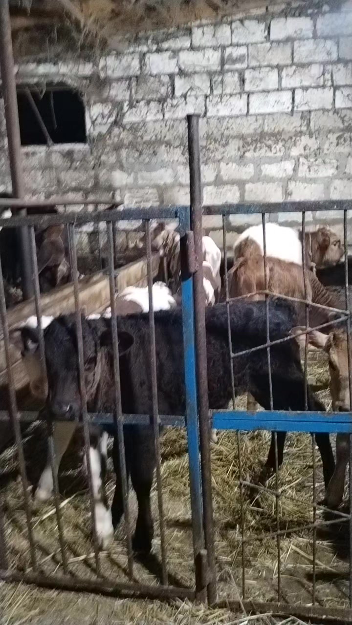 @Сарван 02