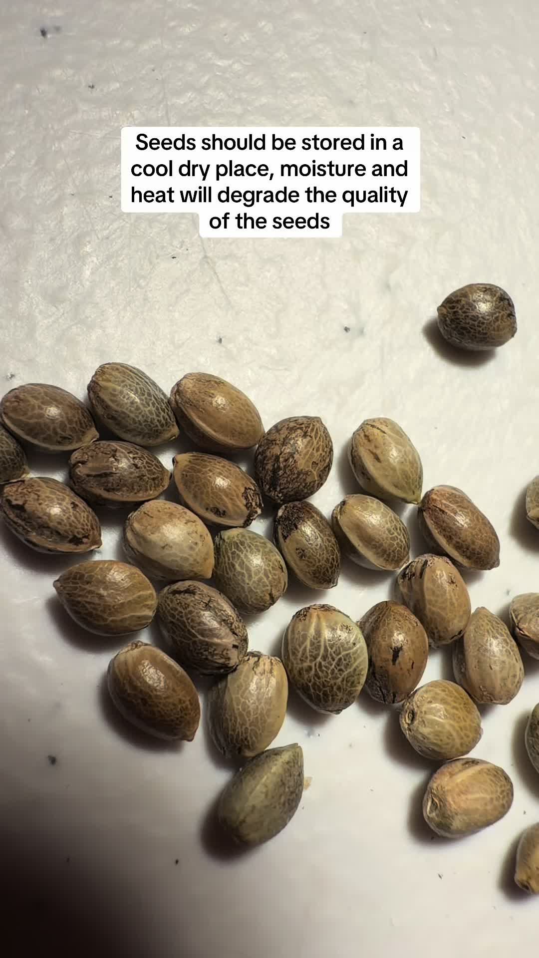 @SEEDTIVA