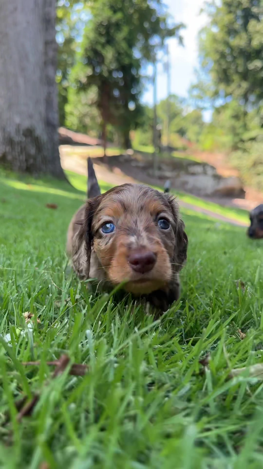 @Taylored Dachshunds