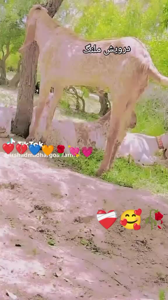 @🥀🥀💔Abad Alik1 ❤️🩹💔🥀