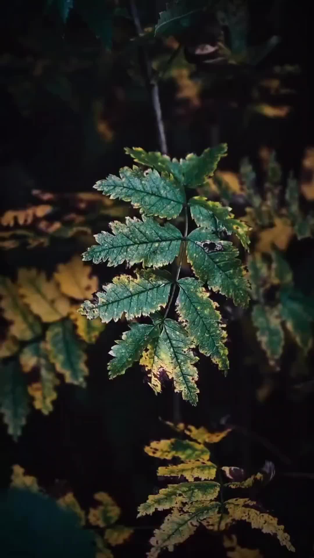 @KifleZul46