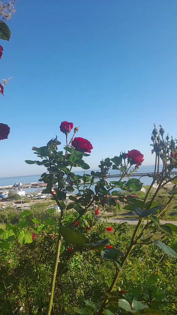 @yörük kızı