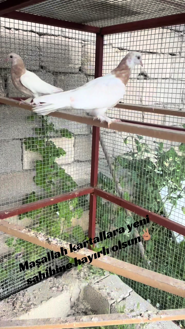 @Mustafa Bardur