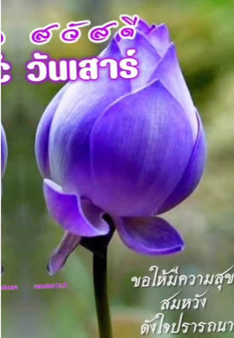 @sonthaya6595