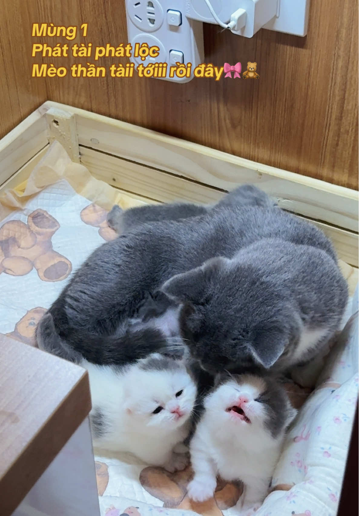 @1ch&oacute;6meow